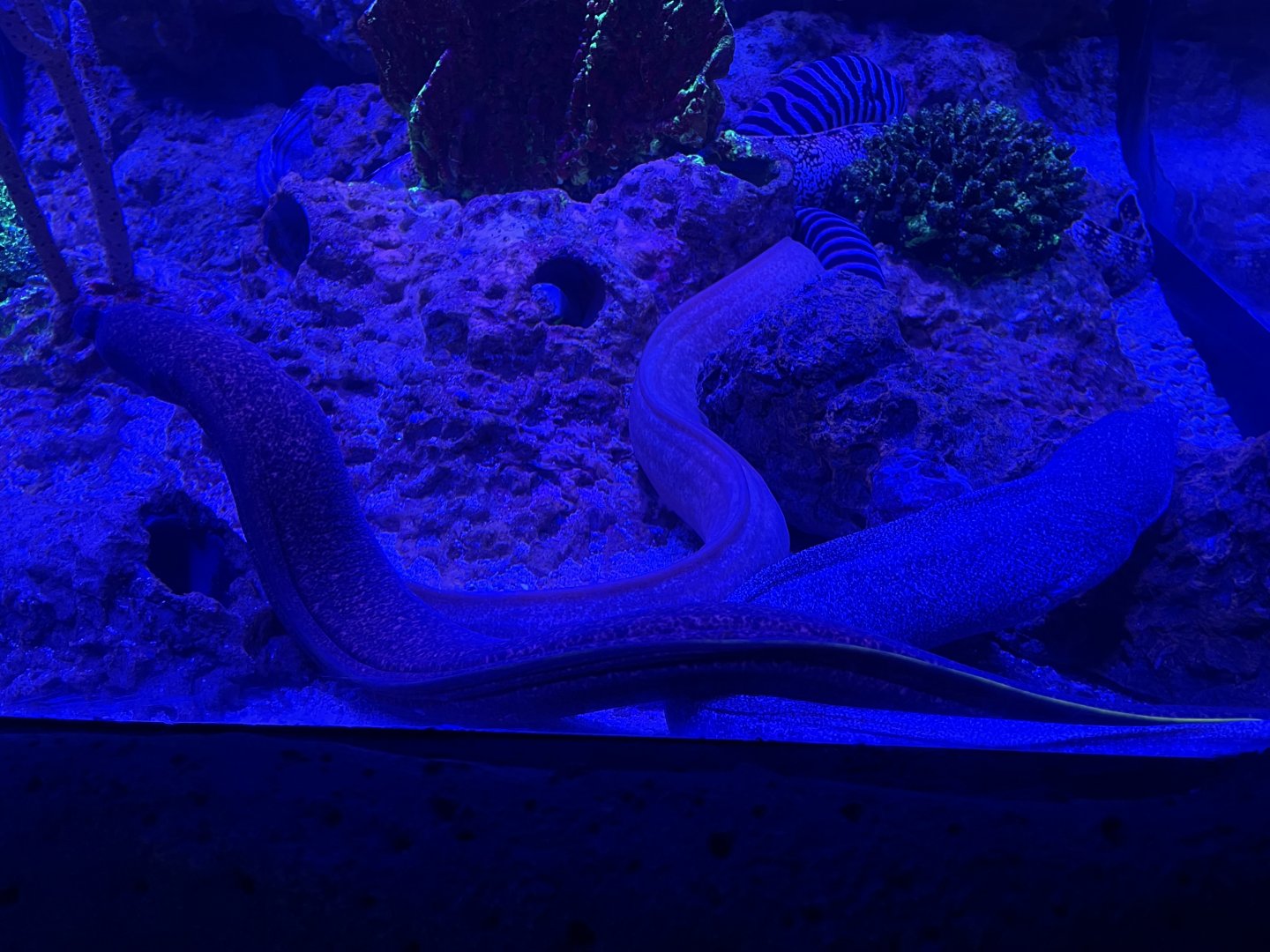 yellow-edged moray eels (gymnothorax flavimarginatus)