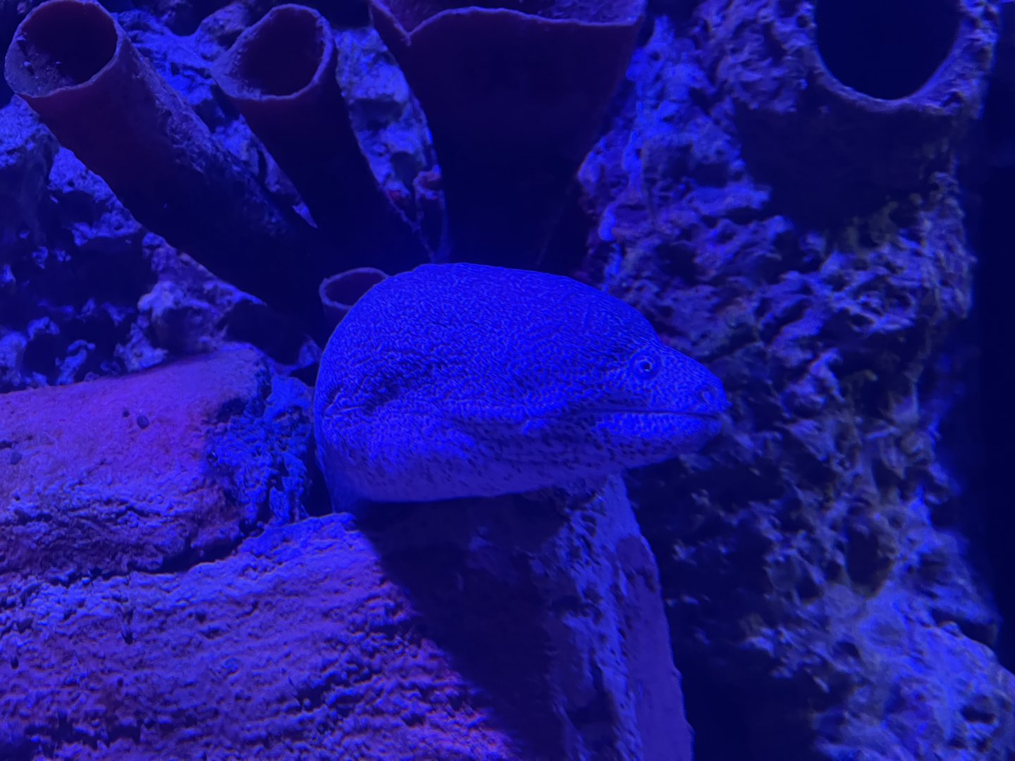 yellow-edged moray (gymnothorax flavimarginatus)