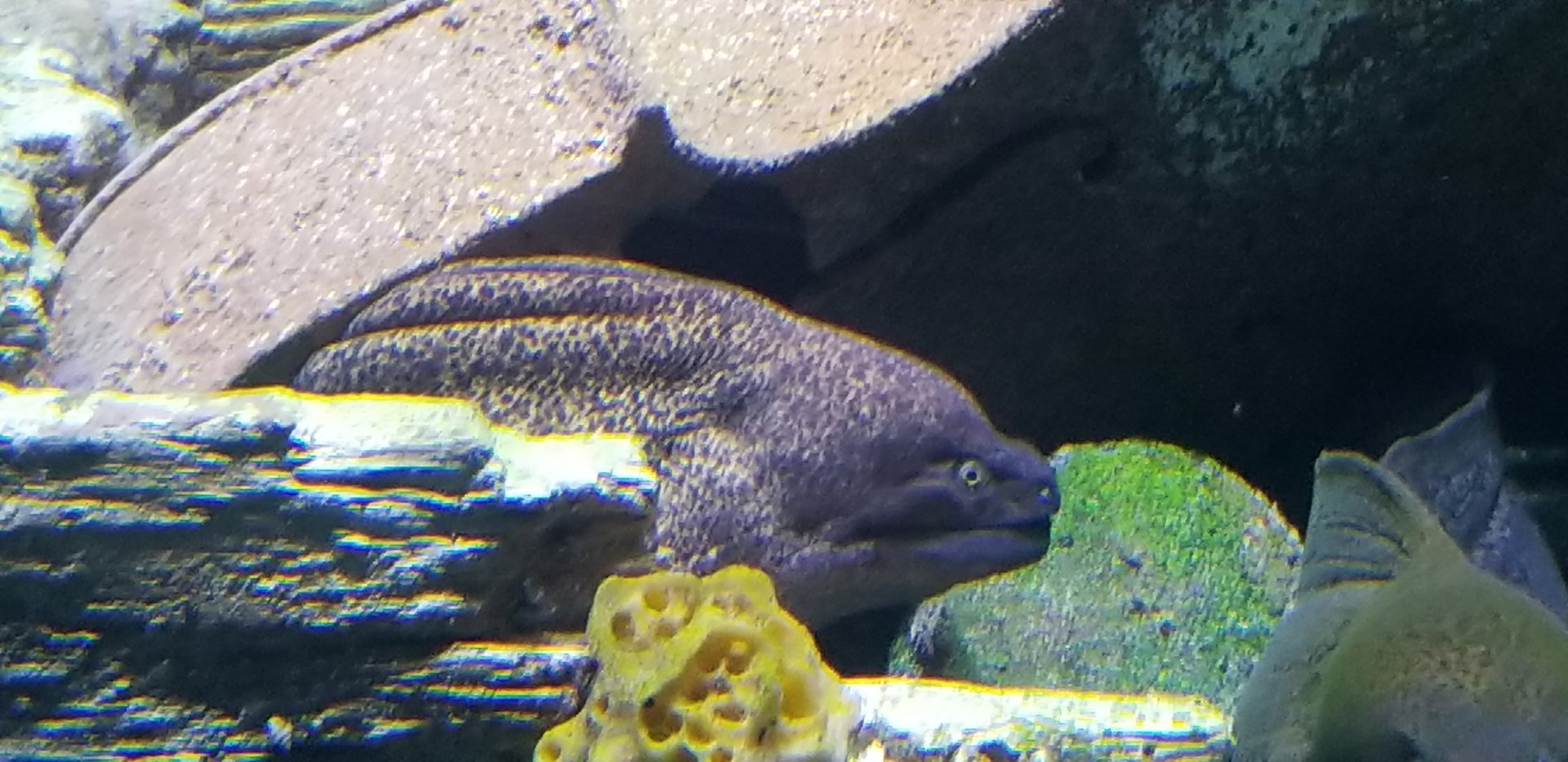 Yellow-edged Moray