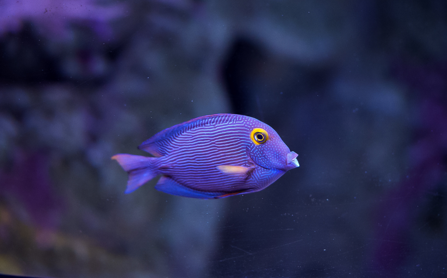 Yellow Eye Kole Tang