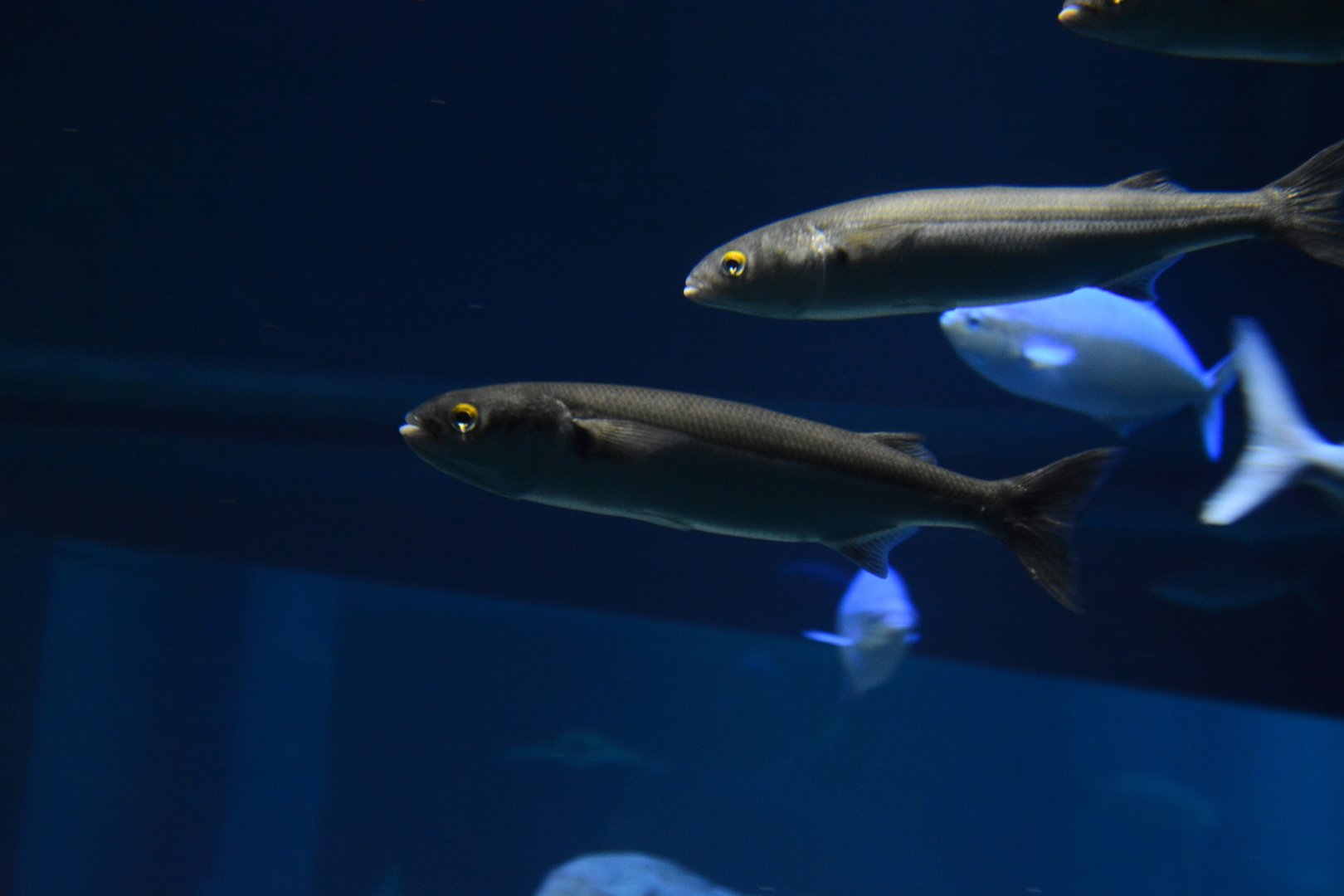 Yellow-eye mullet (Aldrichetta forsteri)