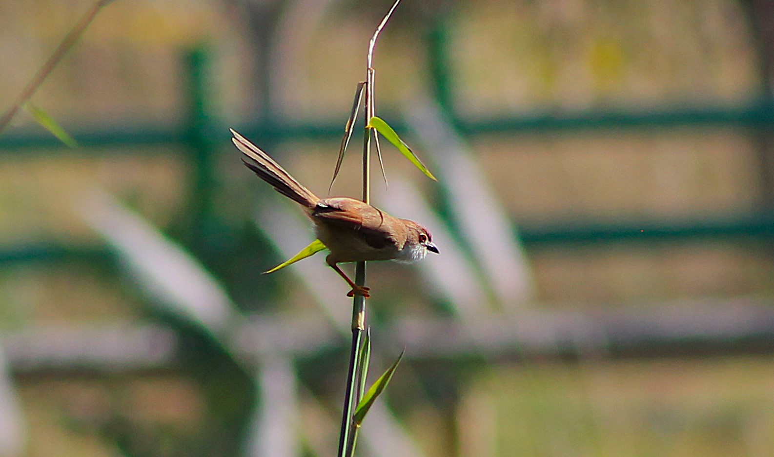 Yellow-eyed Babbler (Chrysomma sinense)