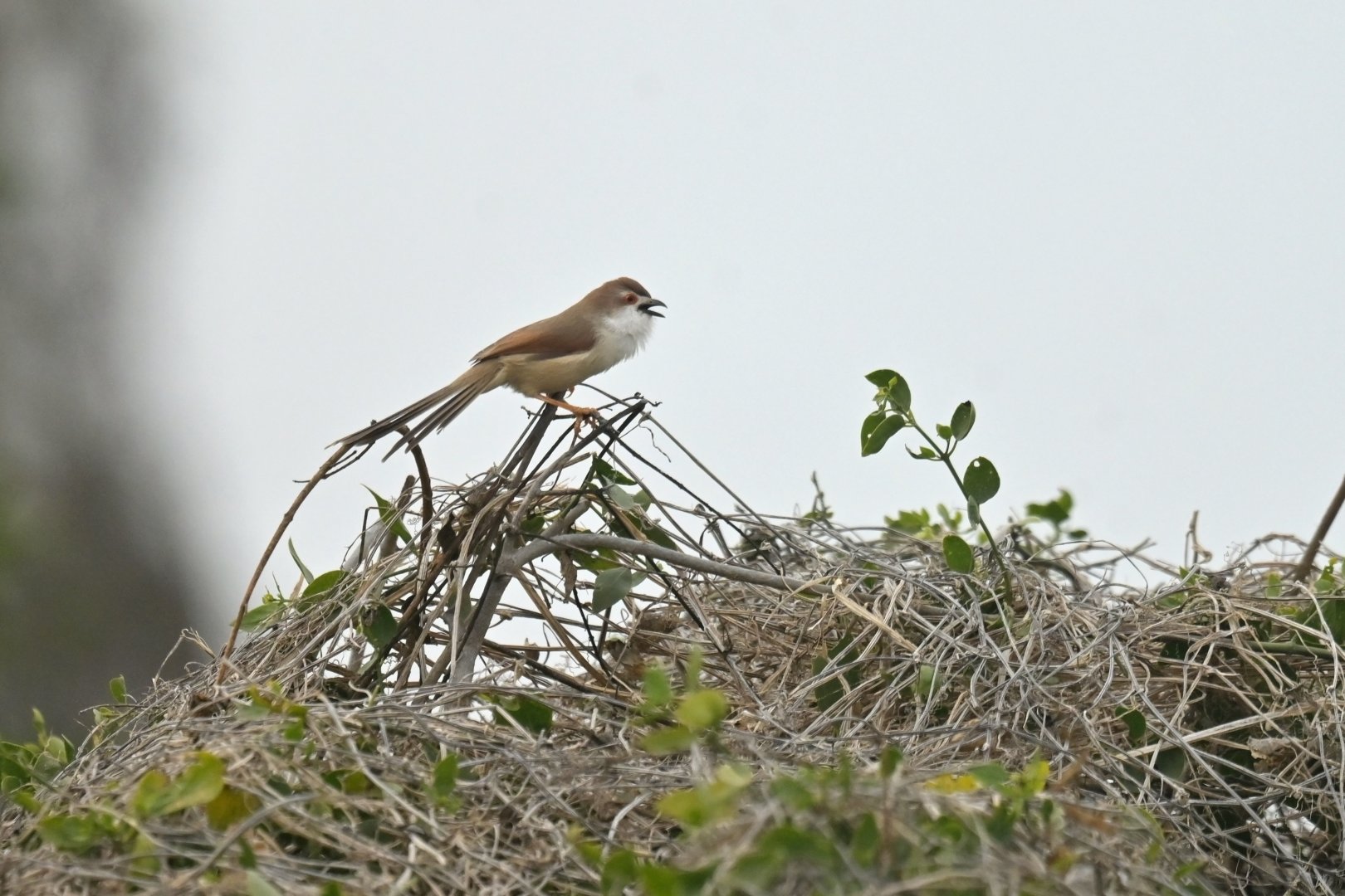Yellow-eyed babbler Chrysomma sinense