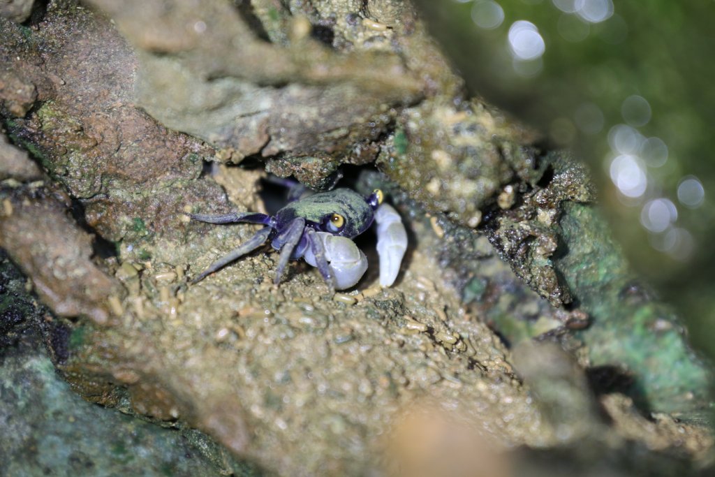 Yellow-eyed Crab