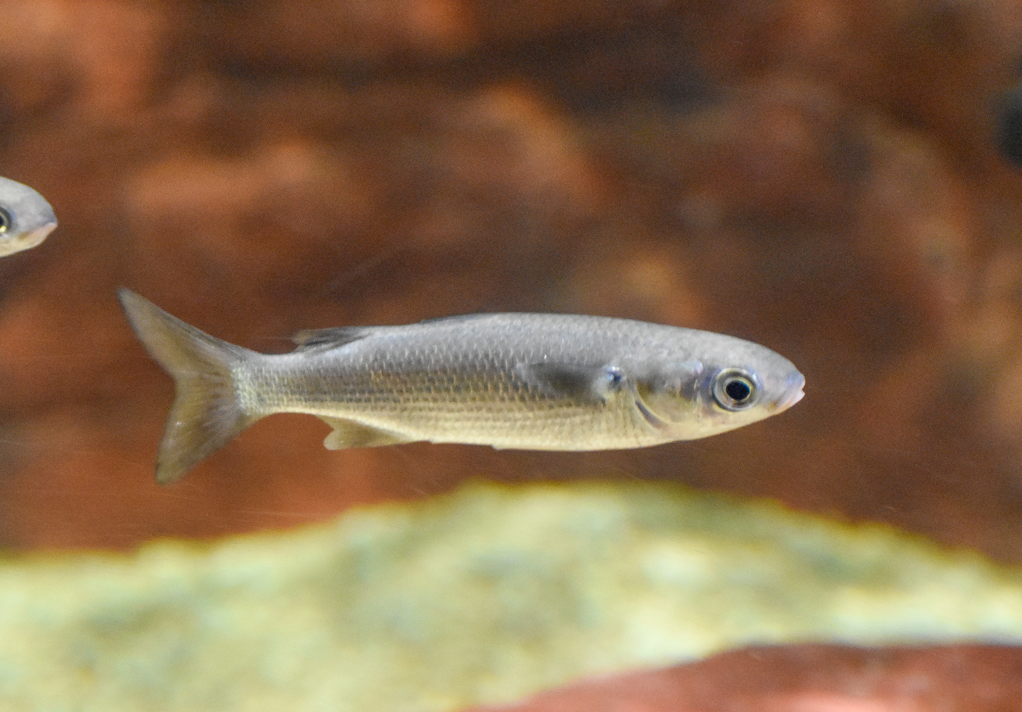 Yellow-eyed Mullet