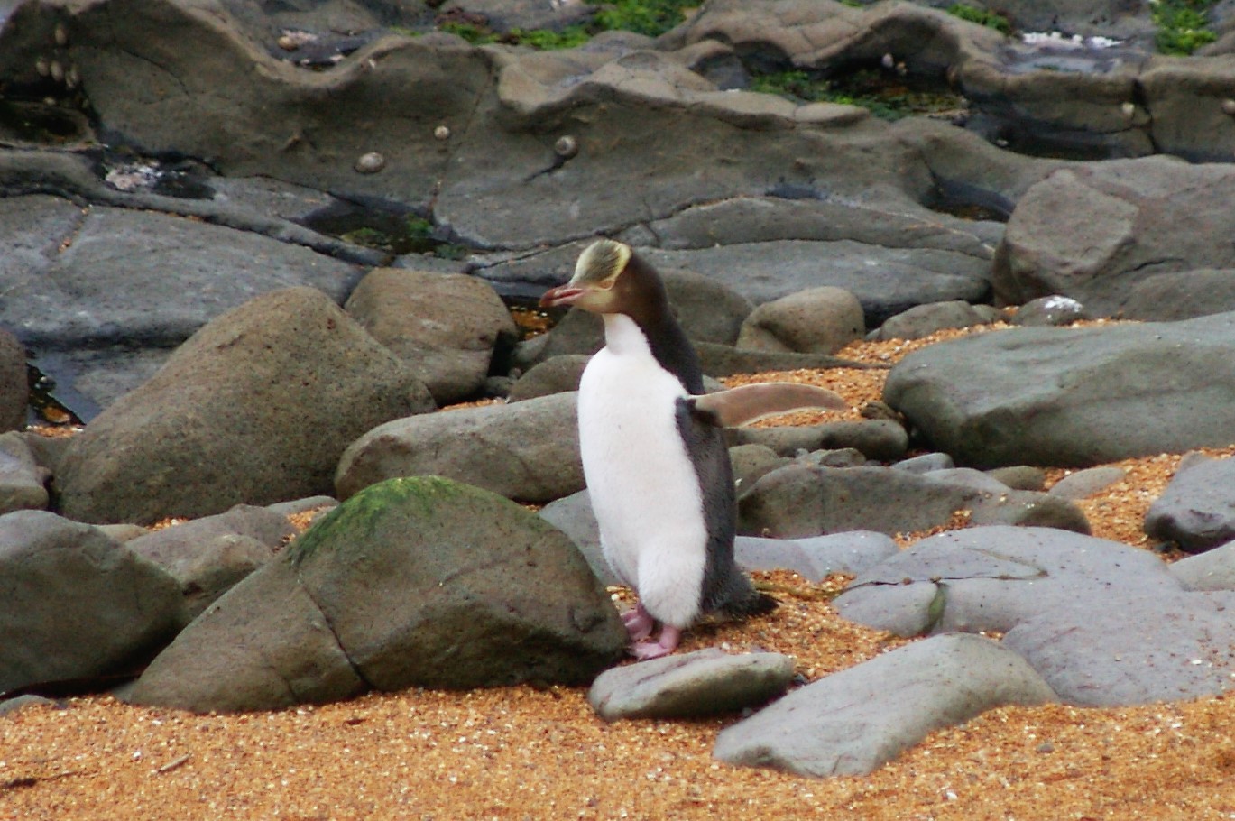 Yellow-eyed Penguin (Megadyptes antipodes)