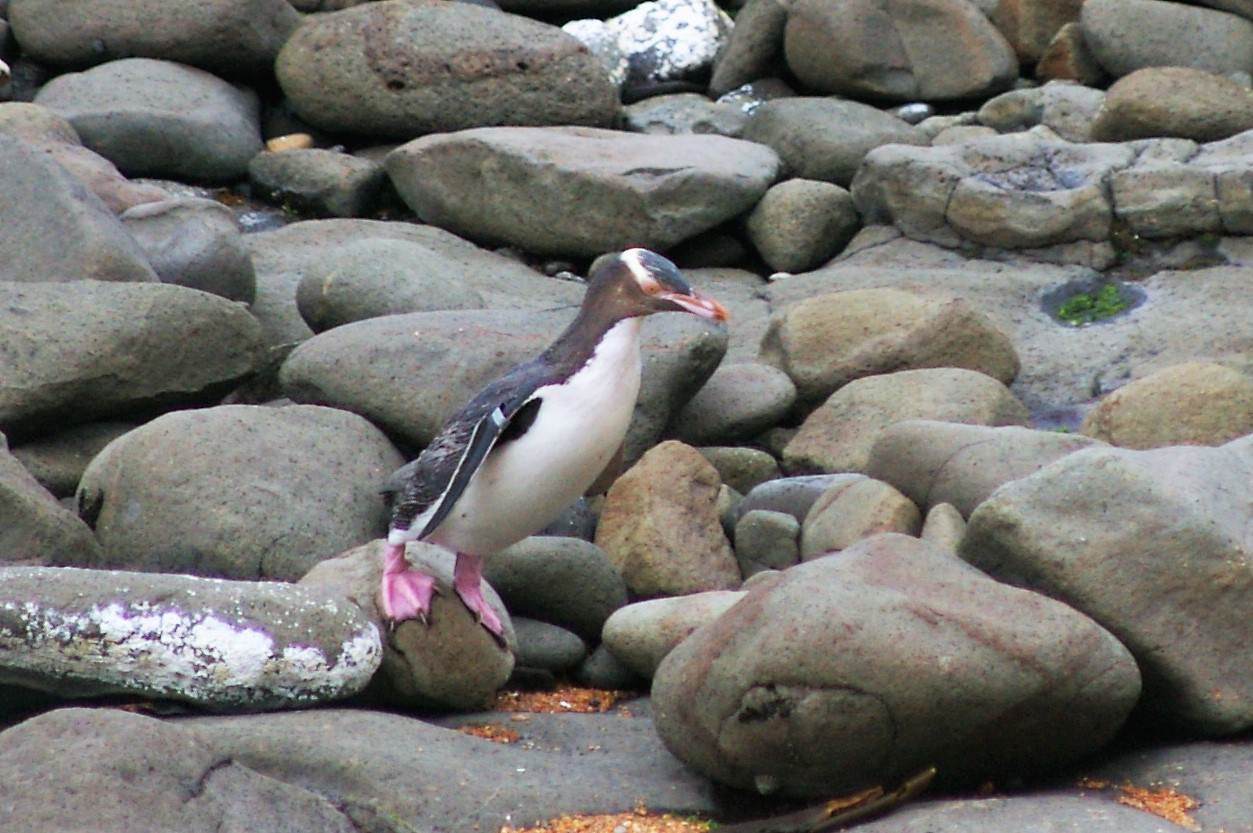 Yellow-eyed Penguin (Megadyptes antipodes)