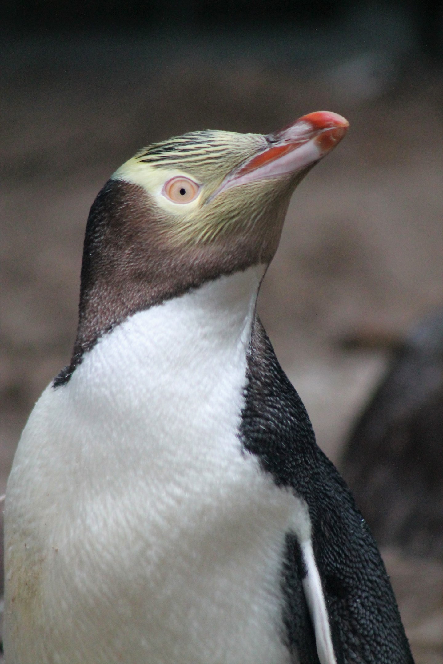 Yellow-eyed Penguin (Megadyptes antipodes)
