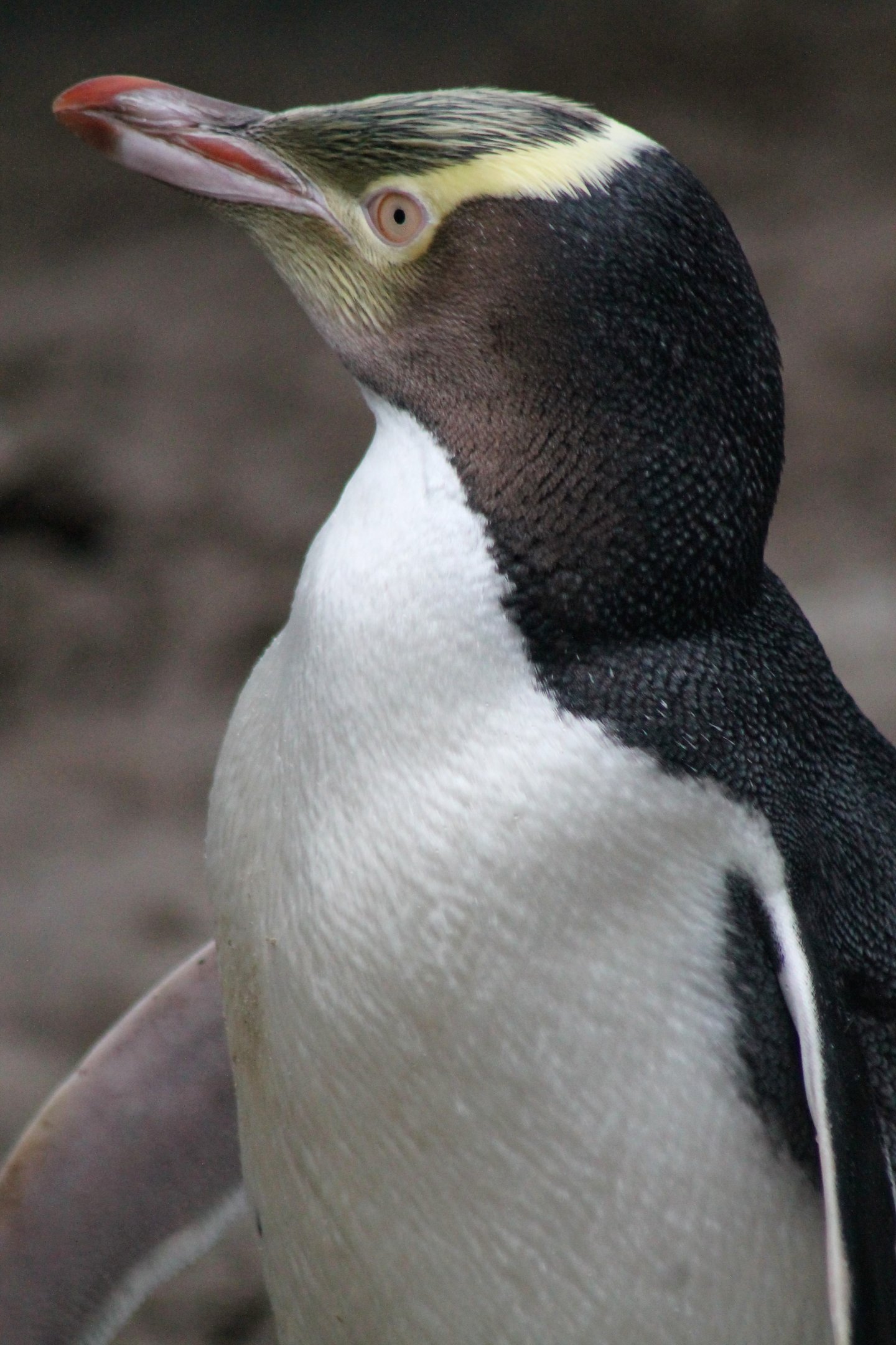 Yellow-eyed Penguin (Megadyptes antipodes)