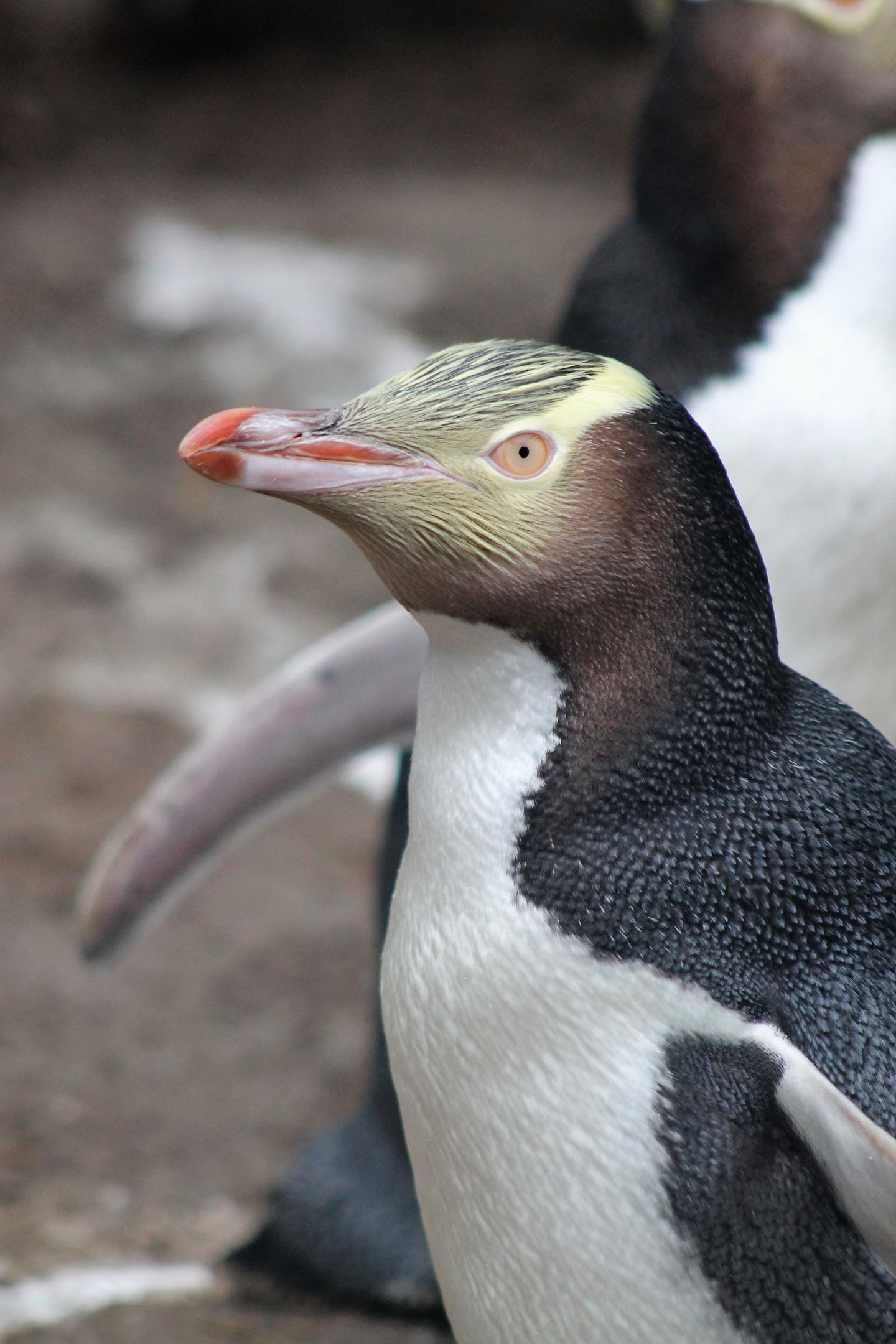 Yellow-eyed Penguin (Megadyptes antipodes)