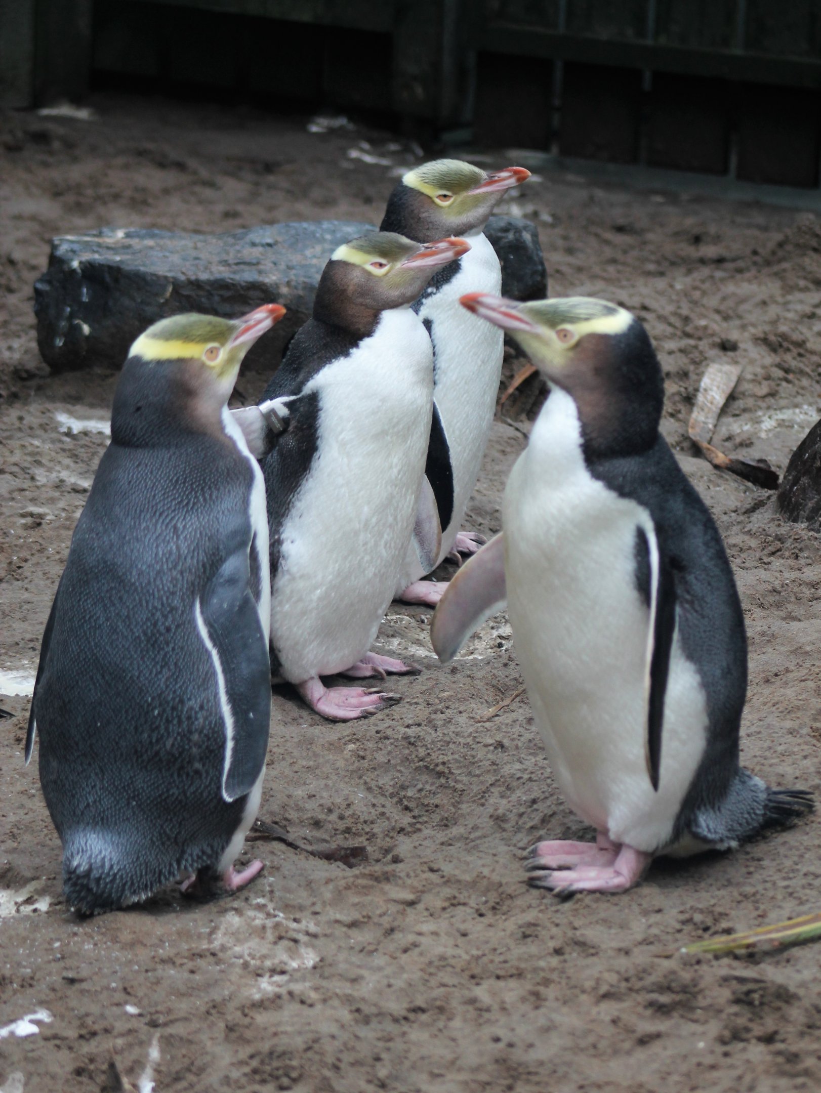 Yellow-eyed Penguins (Megadyptes antipodes)