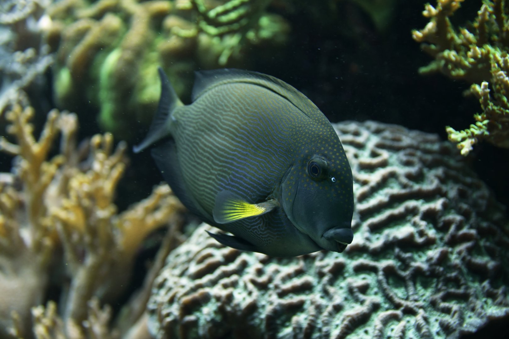 Yellow-eyed tang (Ctenochaetus strigosus)