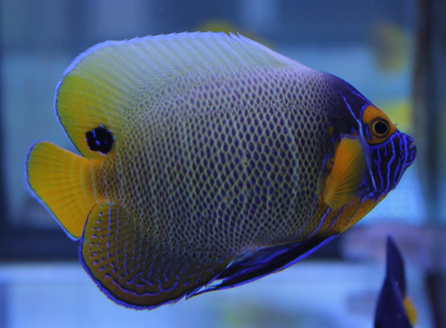 Yellow-face angelfish - Pomacanthus xanthometopon