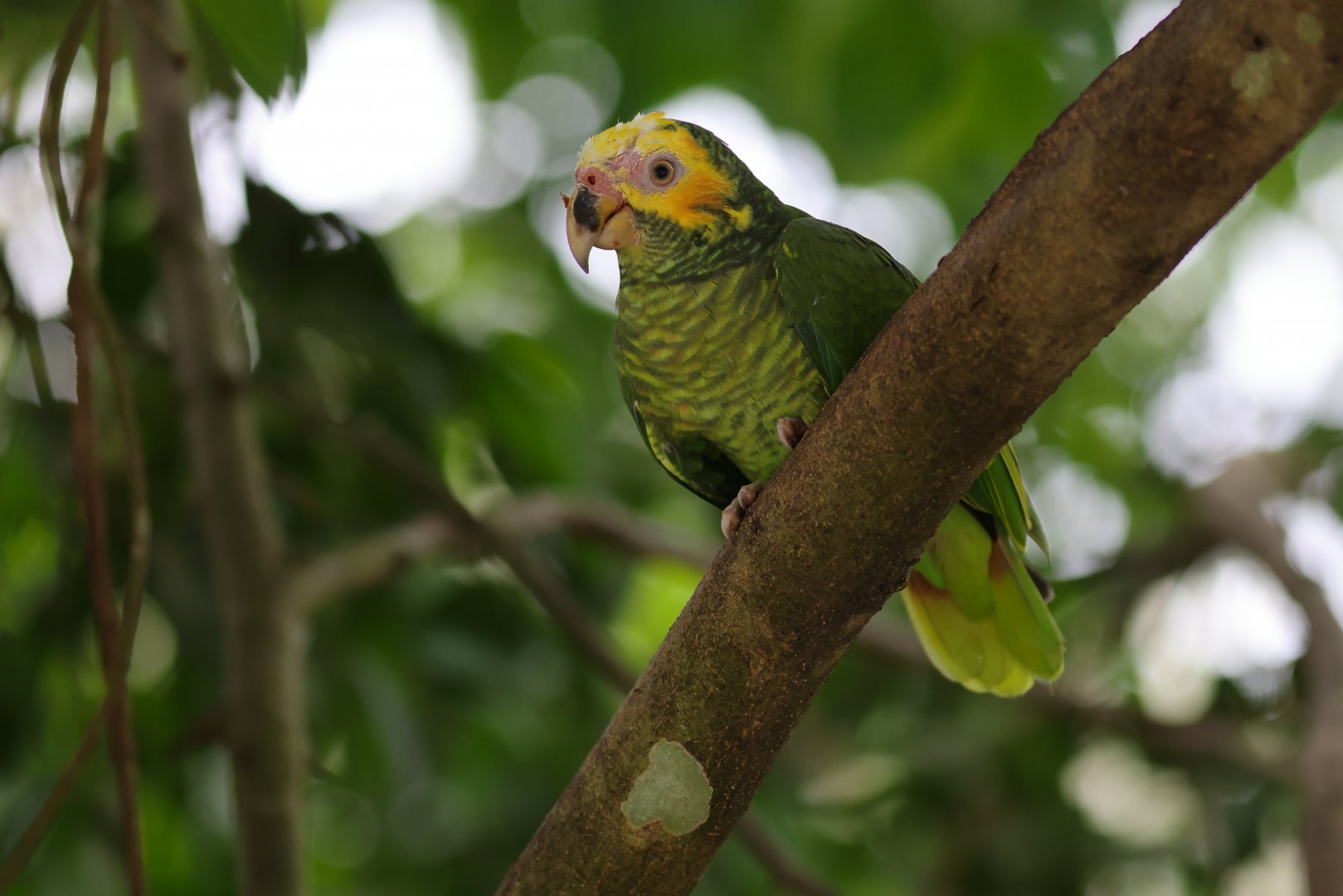 Yellow-faced Amazon (Alipiopsitta xanthops) - Amazonian Jewels
