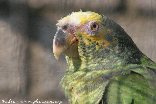 Yellow-faced amazon (Amazona xanthops)