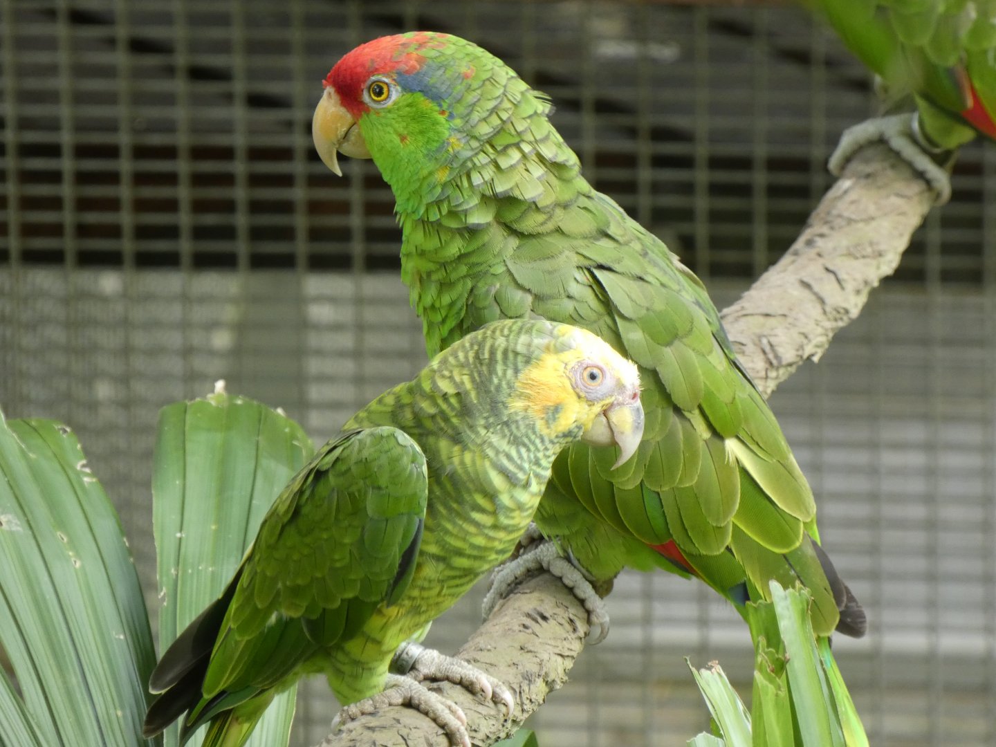 Yellow-faced and red-crowned amazon