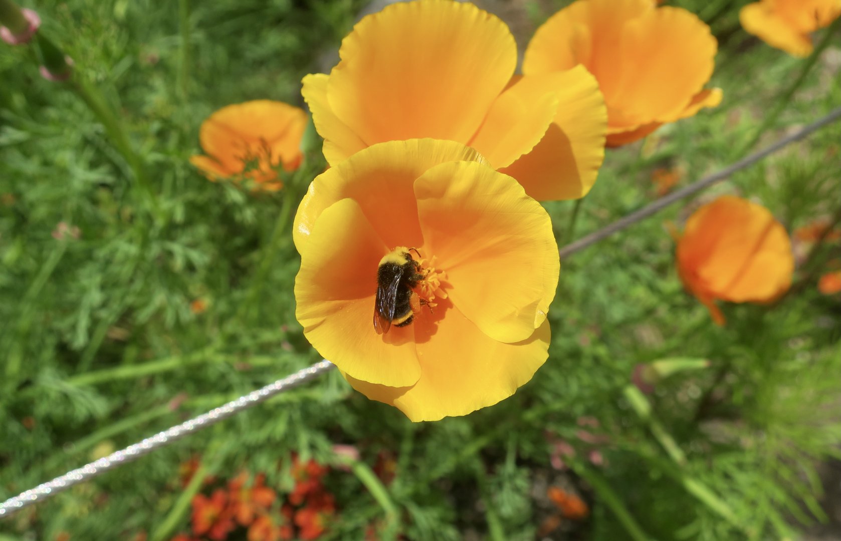 Yellow-Faced Bumblebee (Bombus vosnesenskii) wild