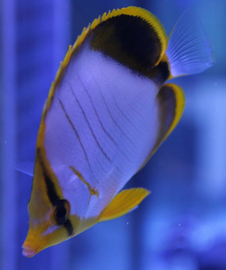 Yellow-faced butterflyfish - Chaetodon xanthocephalus