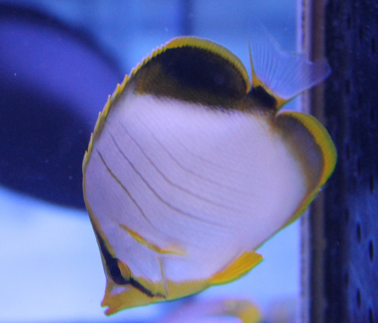 Yellow-faced butterflyfish - Chaetodon xanthocephalus