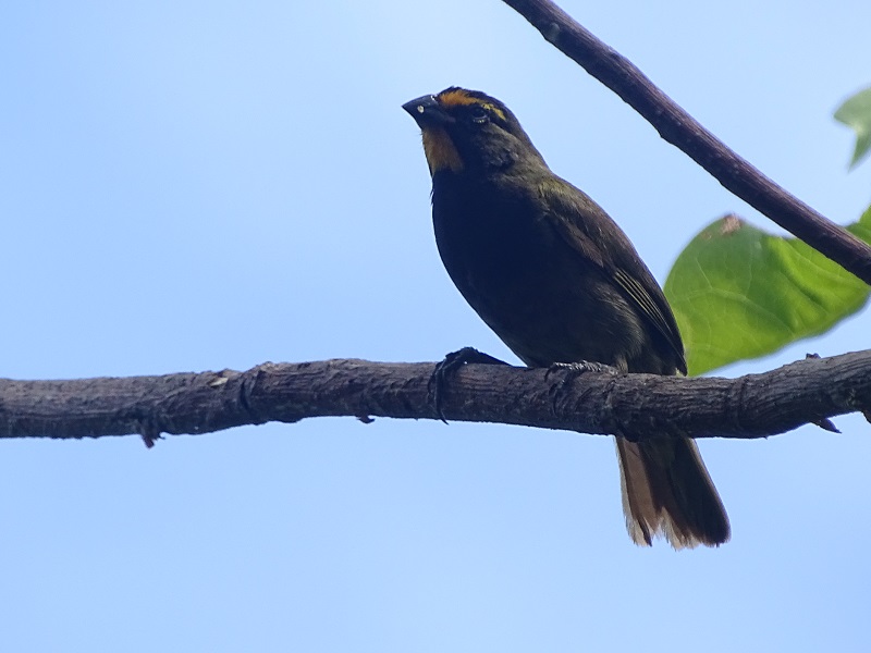 Yellow-faced grassquit, Cozumel subspecies (Tiaris olivaceus intermedius)