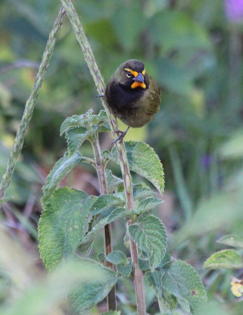 Yellow-faced Grassquit - Mar 2019