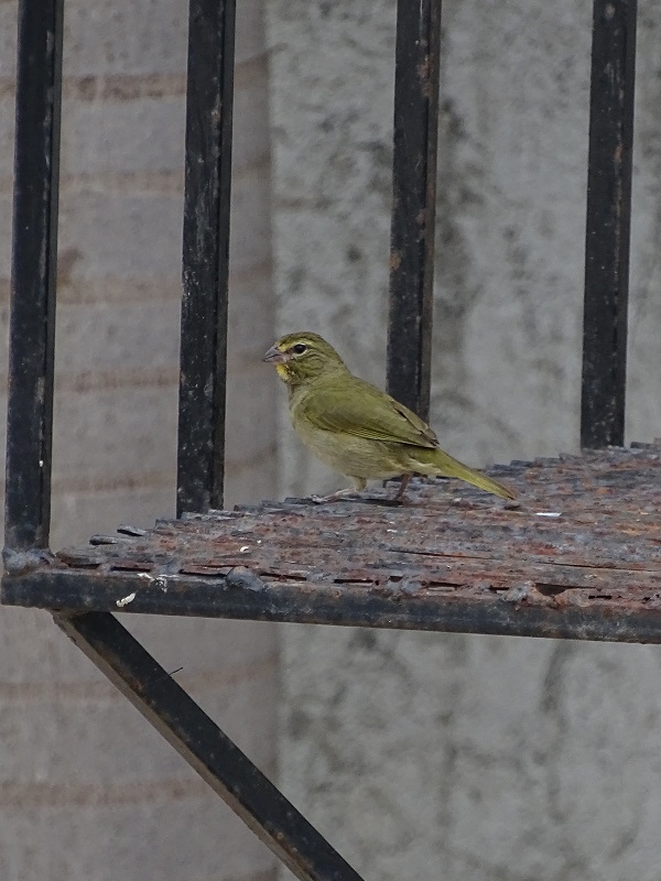 Yellow-faced grassquit (Tiaris olivaceus pusillus)
