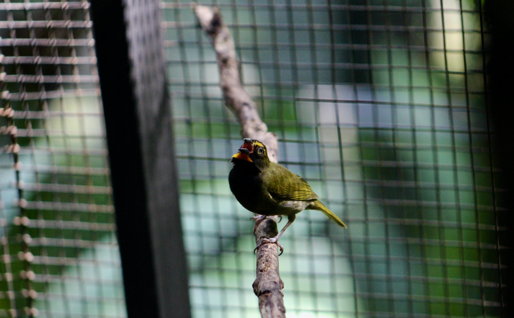 Yellow-Faced Grassquit (Tiaris olivaceus pusillus)