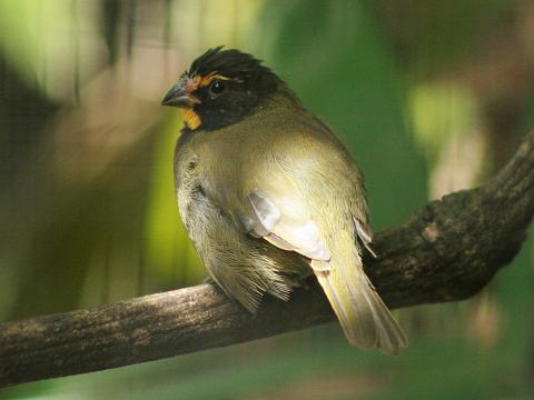 Yellow-faced Grassquit