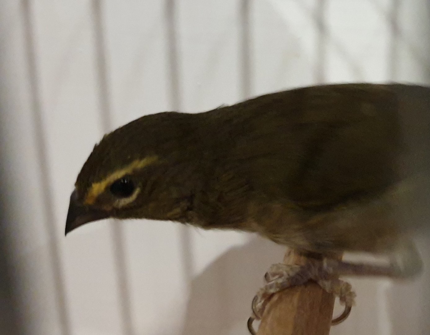 Yellow-faced grassquit
