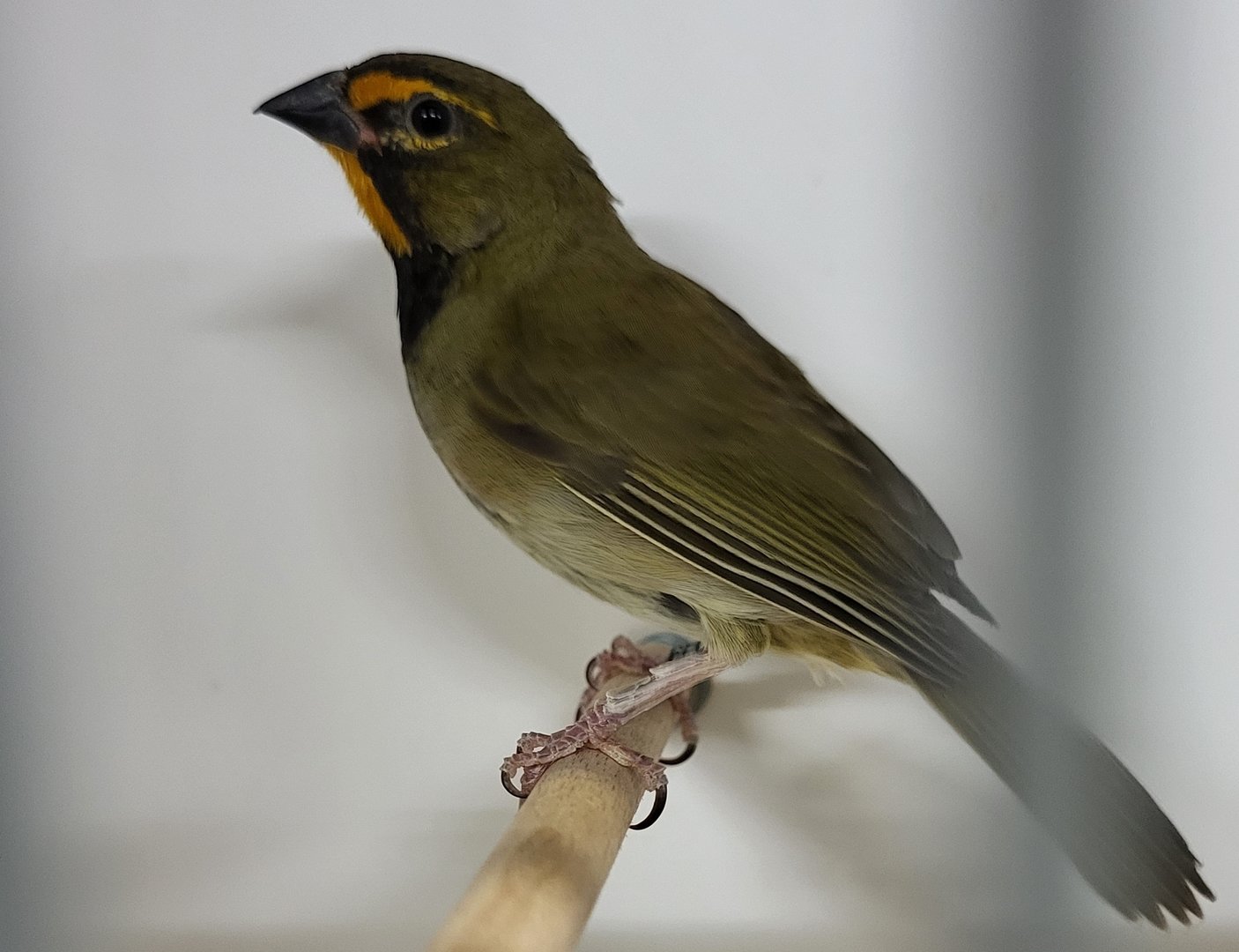 Yellow-faced grassquit