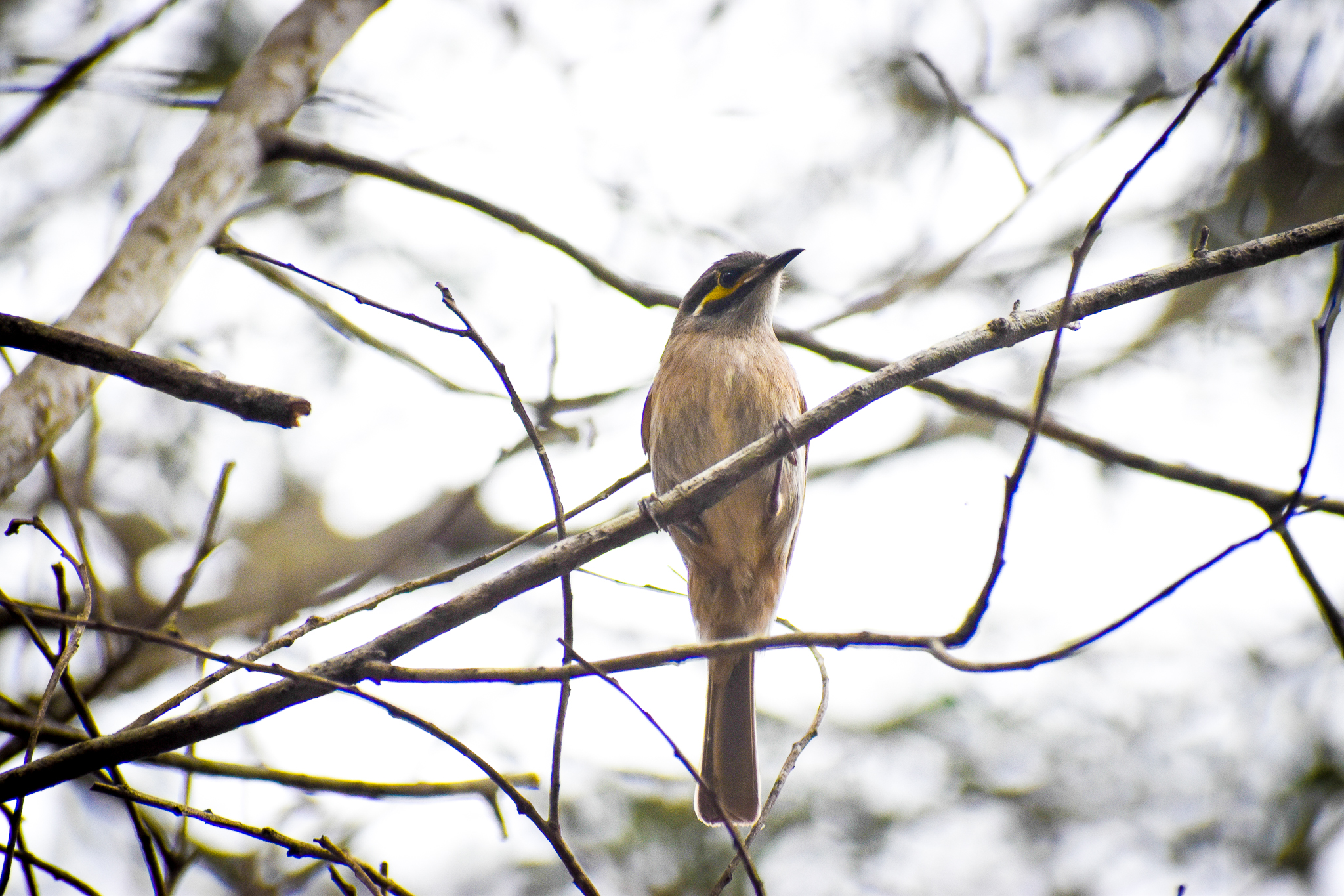 Yellow-faced Honeyeater (Caligavis chrysops)