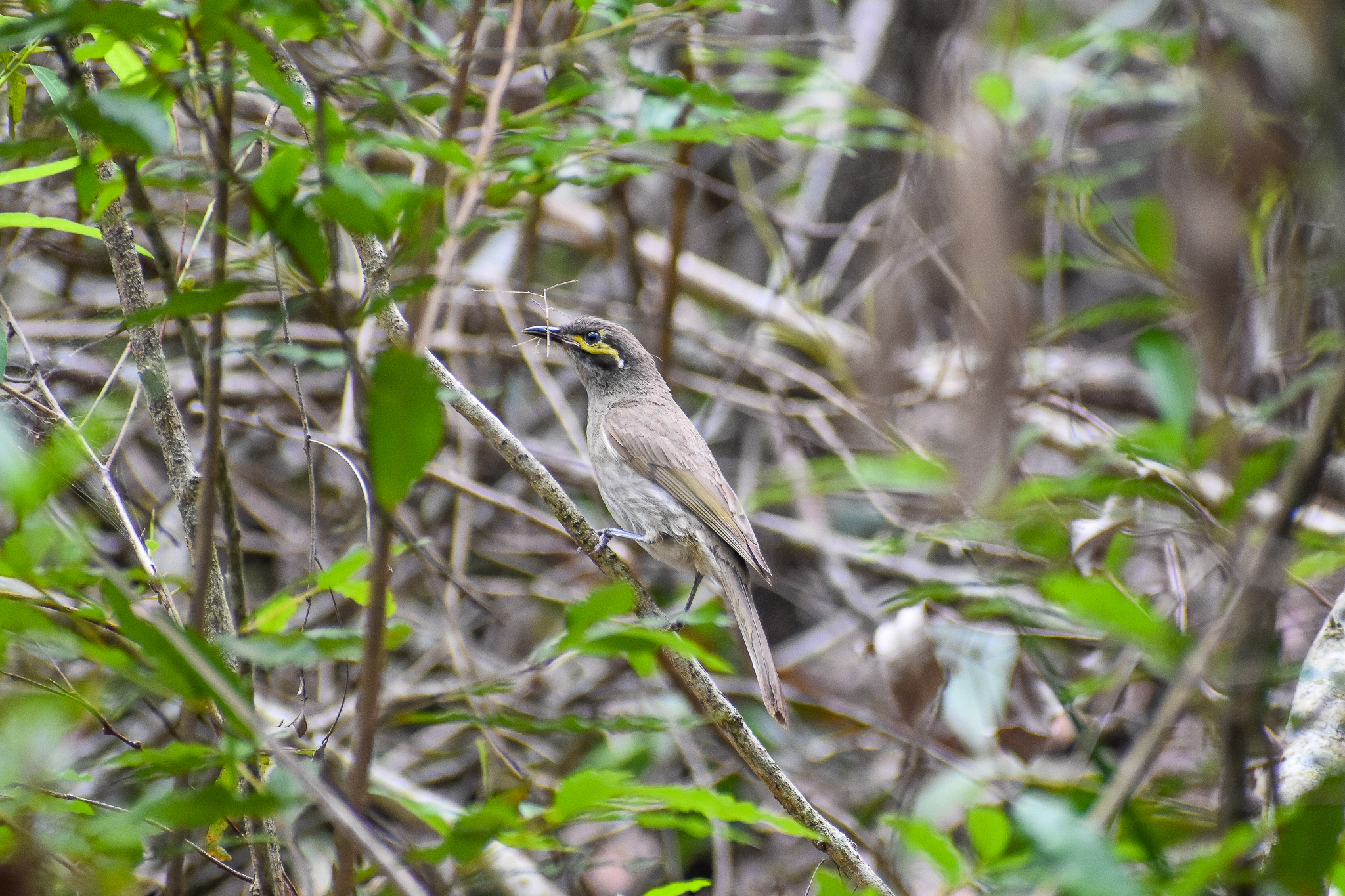 Yellow-faced Honeyeater (Caligavis chrysops)