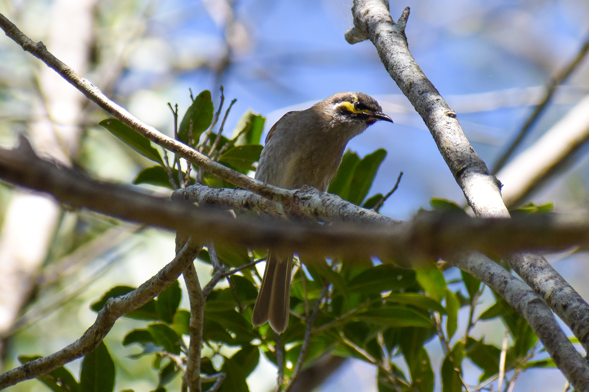 Yellow-faced Honeyeater (Lichenostomus chrysops)