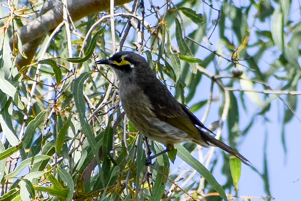 Yellow-faced Honeyeater (Lichenostomus chrysops)