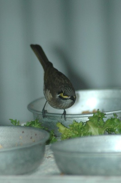 Yellow-faced Honeyeater