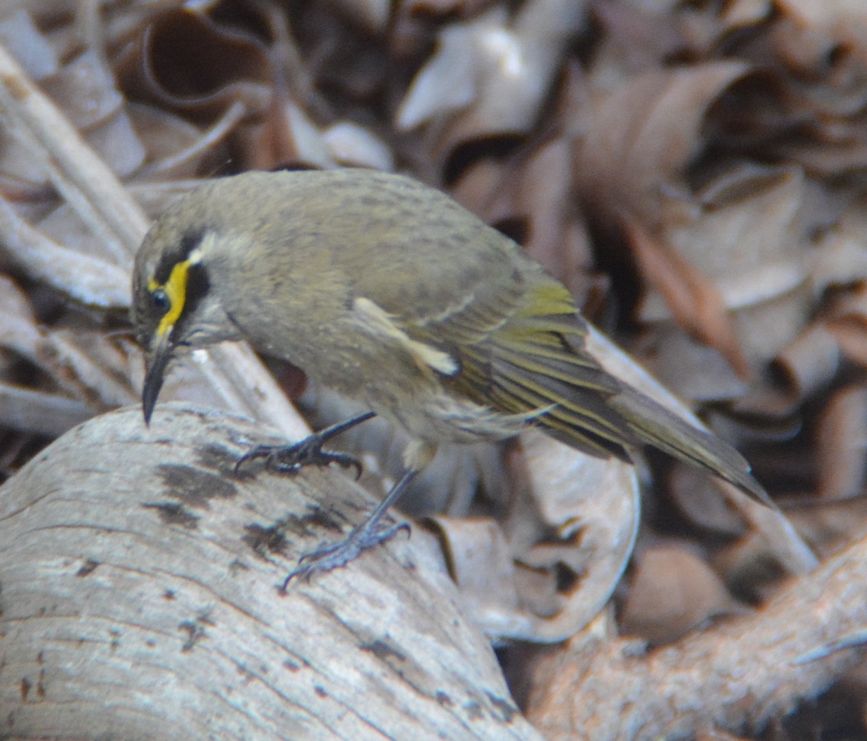 Yellow-faced honeyeater