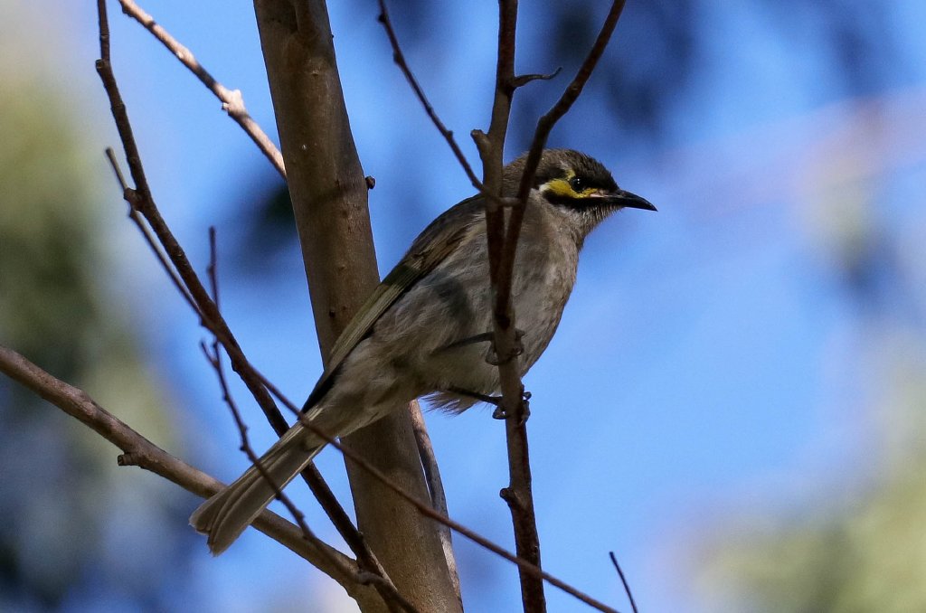 Yellow-faced Honeyeater