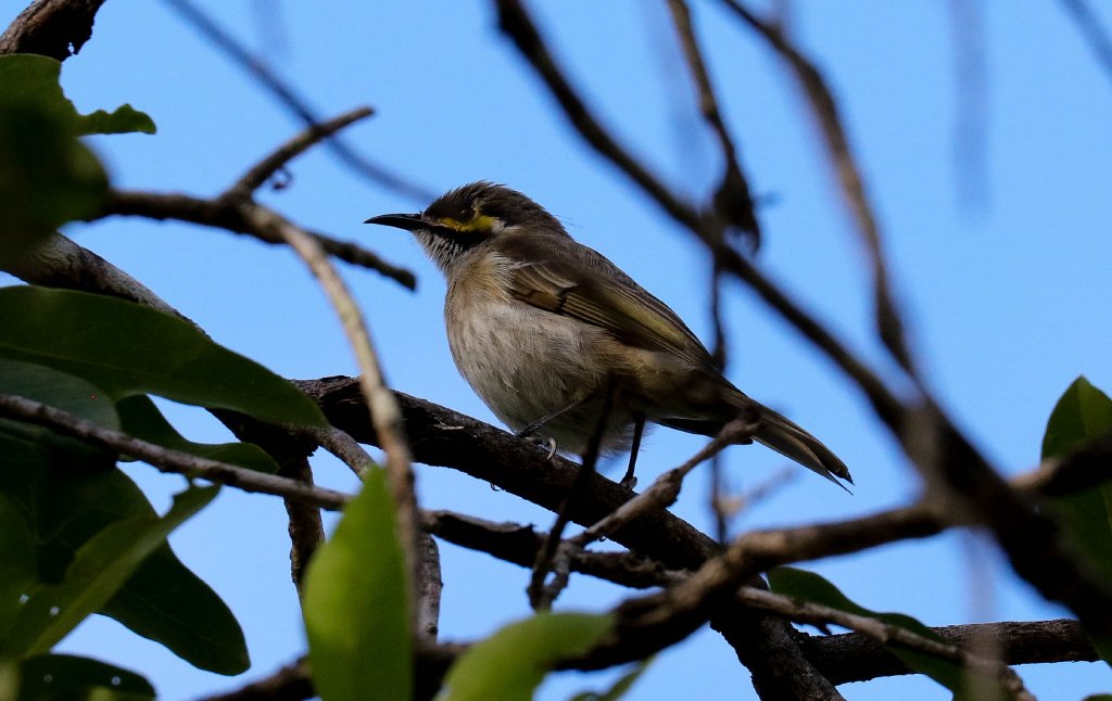 Yellow-faced Honeyeater