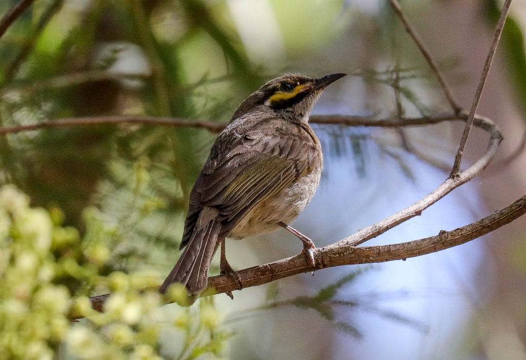 Yellow-faced Honeyeater