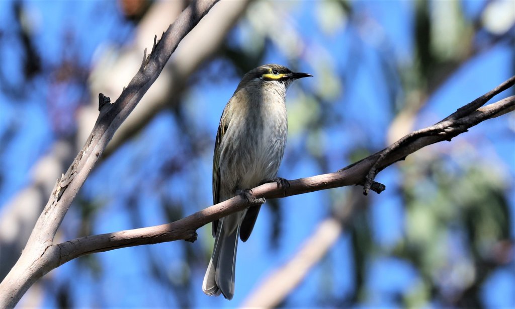 Yellow-faced Honeyeater
