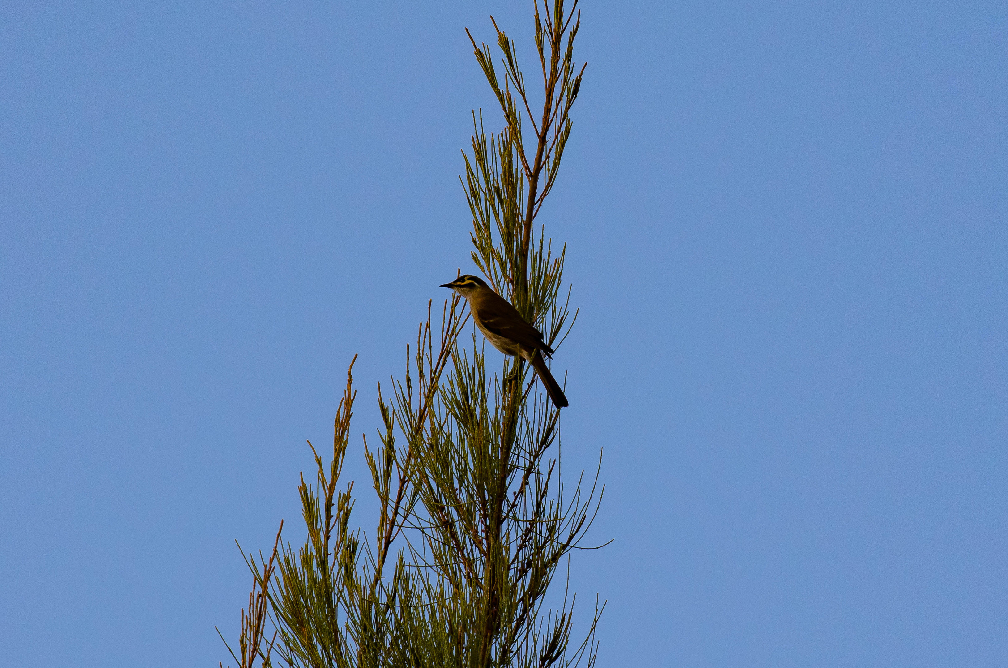 Yellow-faced Honeyeater
