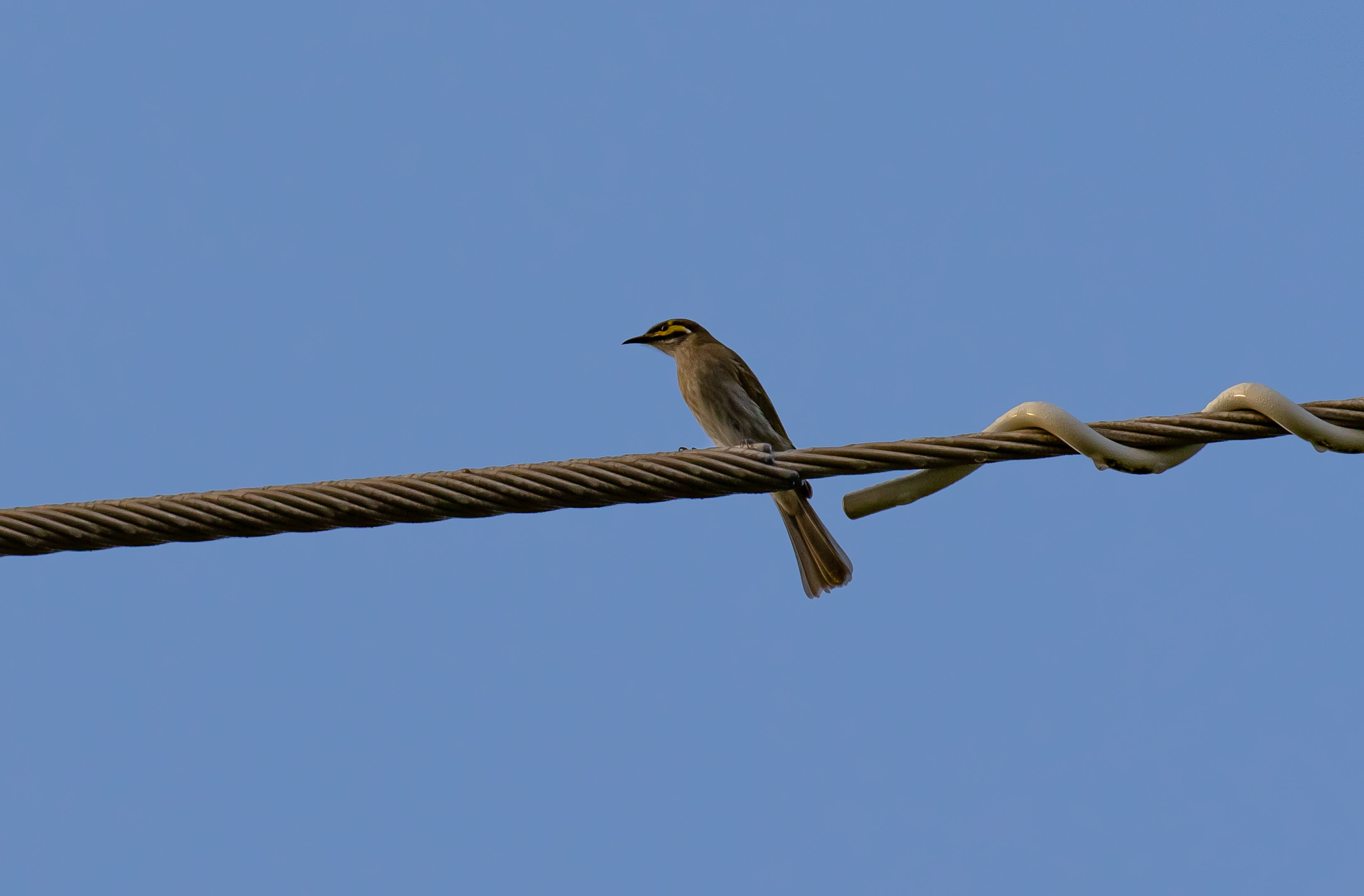 Yellow-faced Honeyeater