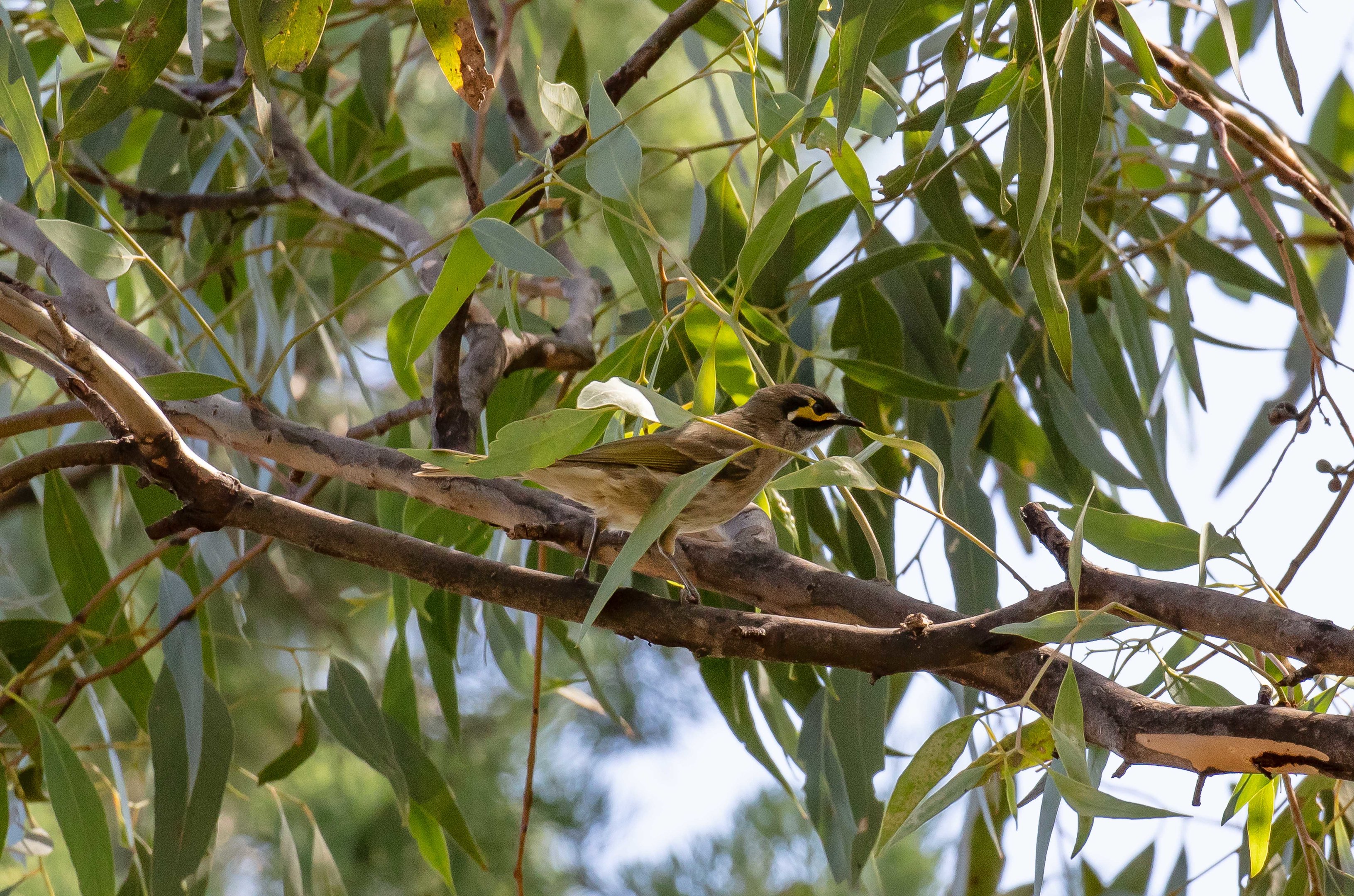 Yellow-faced Honeyeater