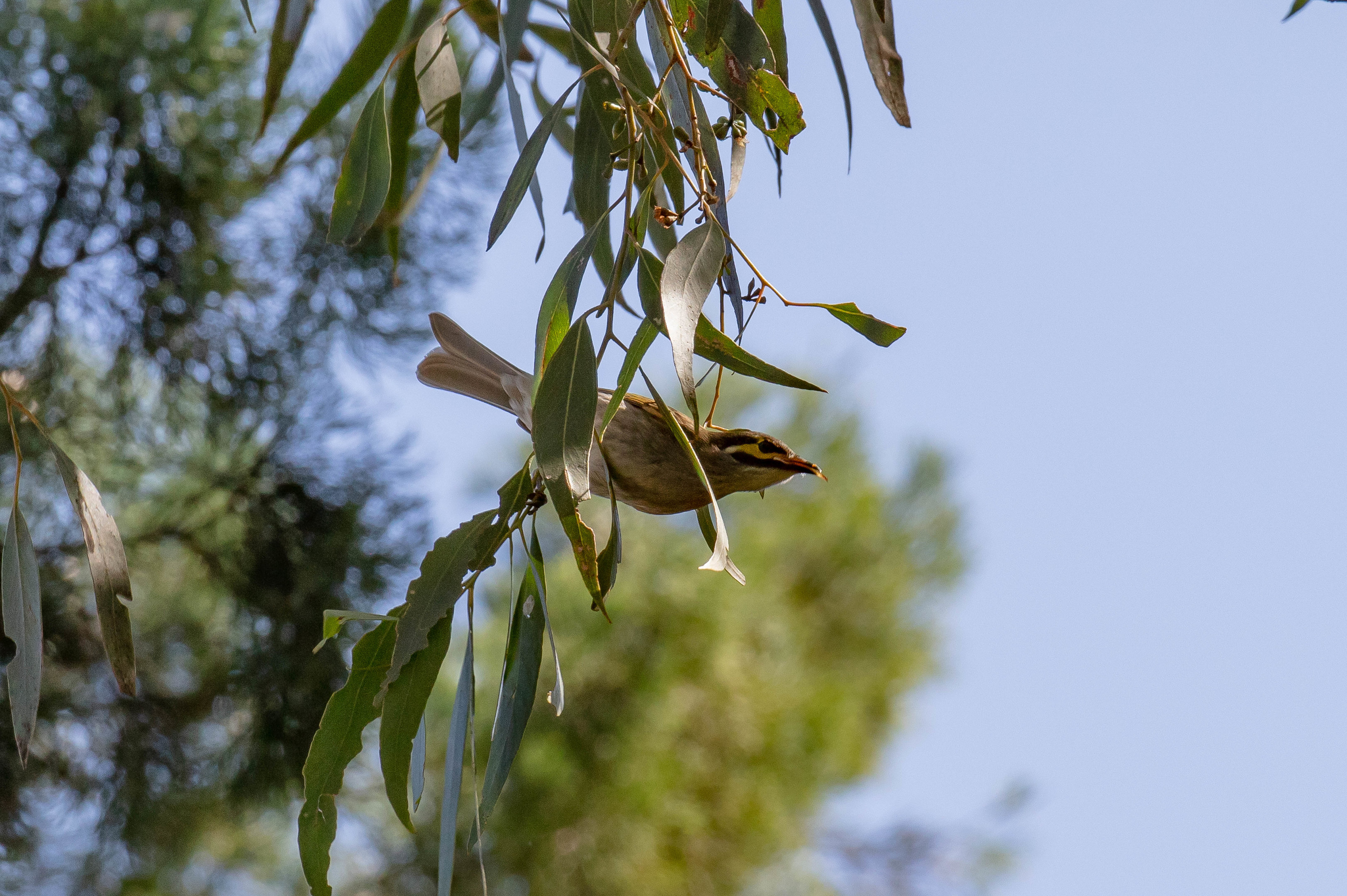 Yellow-faced Honeyeater