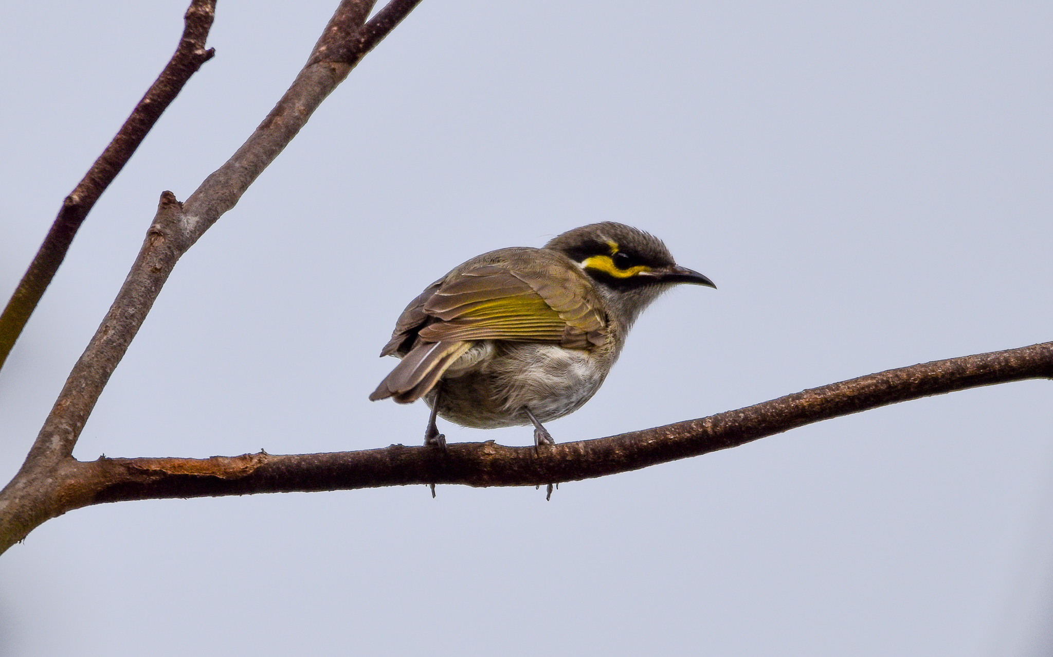 Yellow-faced Honeyeater