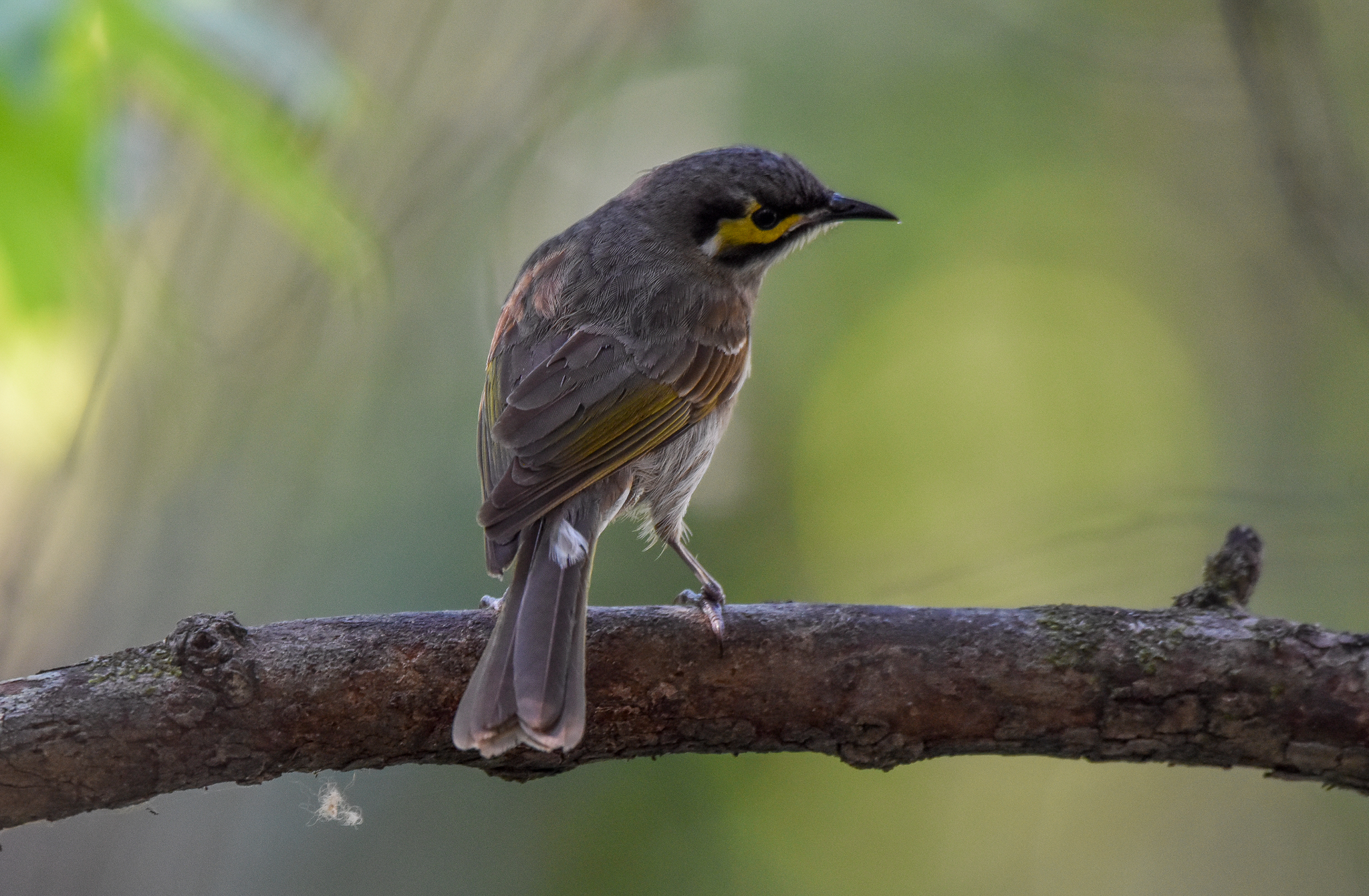Yellow-faced Honeyeater