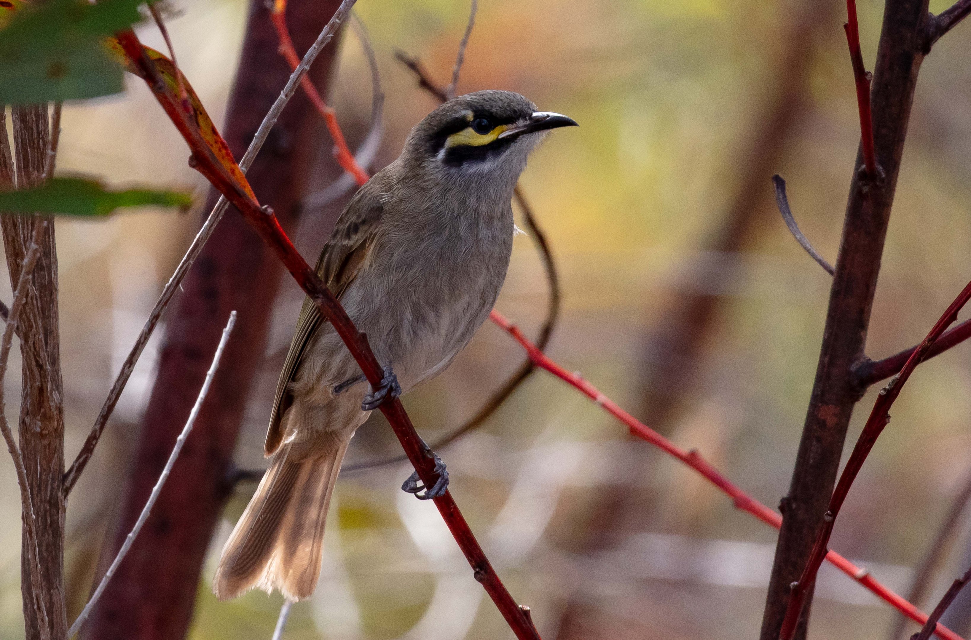 Yellow-faced Honeyeater