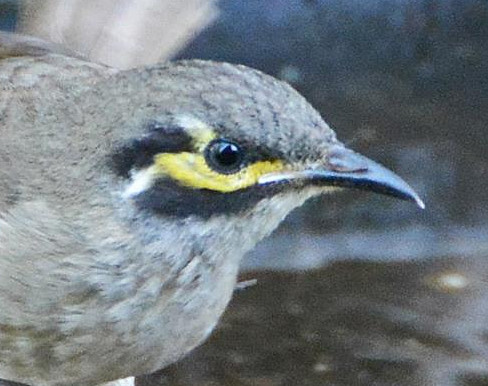 Yellow-faced honeyeater