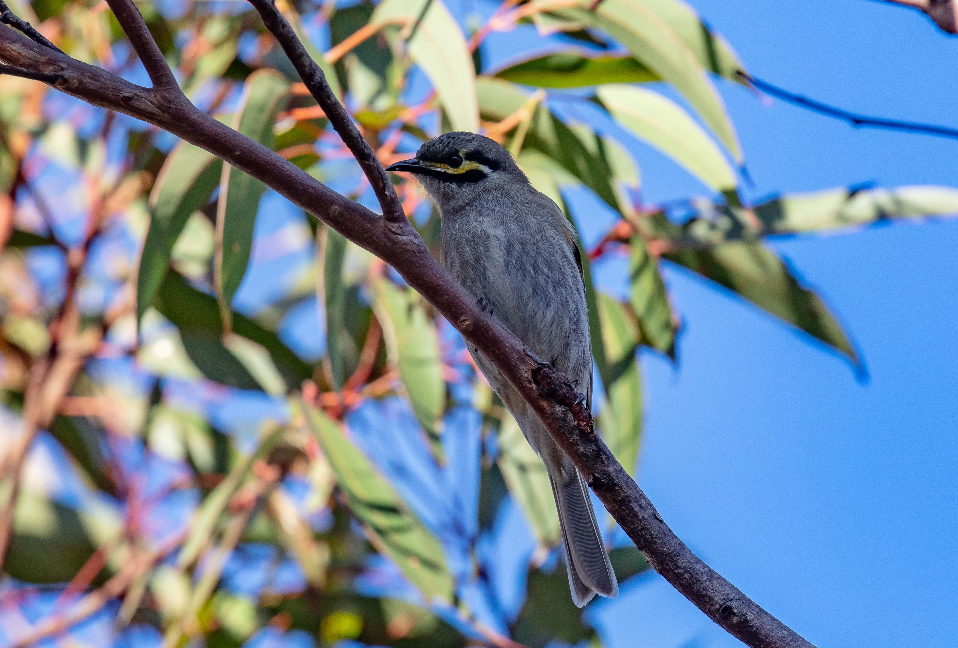 Yellow-faced Honeyeater