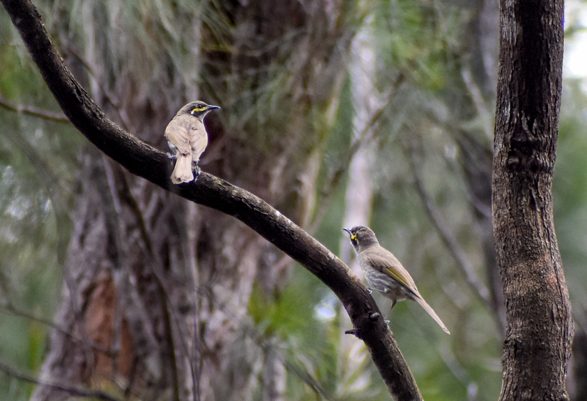 Yellow-faced Honeyeaters
